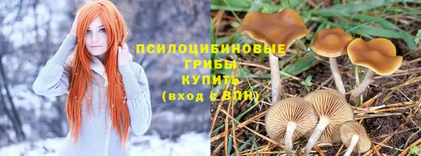 PSILOCYBIN Бугульма