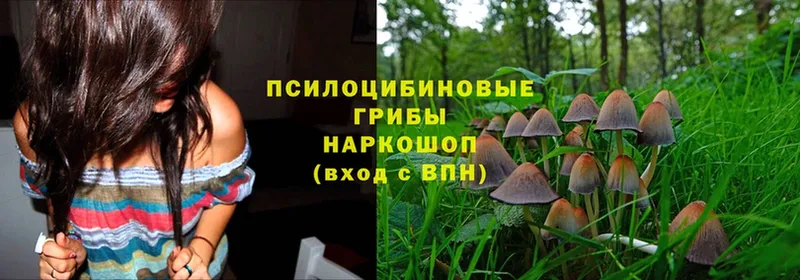 Псилоцибиновые грибы Psilocybe Вуктыл